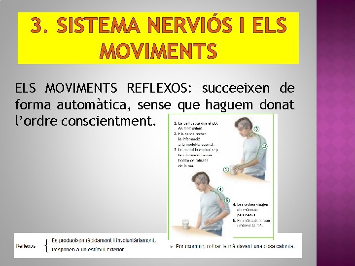 3. SISTEMA NERVIÓS I ELS MOVIMENTS REFLEXOS: succeeixen de forma automàtica, sense que haguem