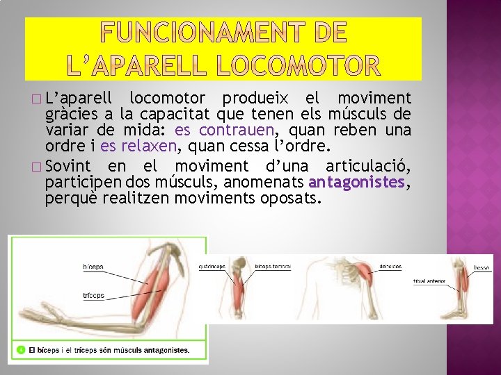 � L’aparell locomotor produeix el moviment gràcies a la capacitat que tenen els músculs
