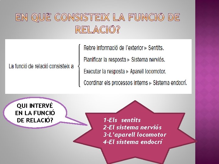 QUI INTERVÉ EN LA FUNCIÓ DE RELACIÓ? 1 -Els sentits 2 -El sistema nerviós