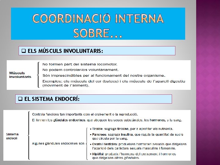 q ELS MÚSCULS INVOLUNTARIS: q EL SISTEMA ENDOCRÍ: 