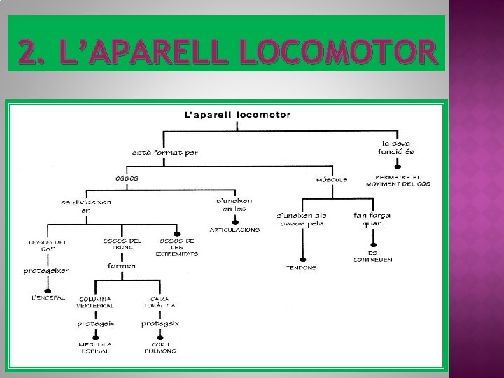 2. L’APARELL LOCOMOTOR 