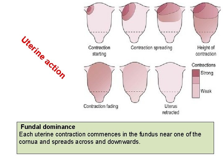 Ut er in e ac tio n Fundal dominance Each uterine contraction commences in