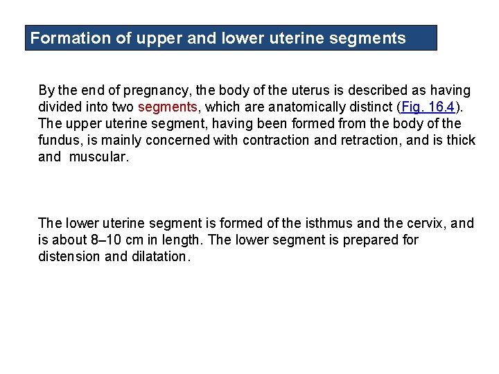 Formation of upper and lower uterine segments By the end of pregnancy, the body