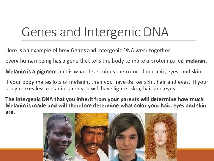 Genes and Intergenic DNA Here is an example of how Genes and Intergenic DNA