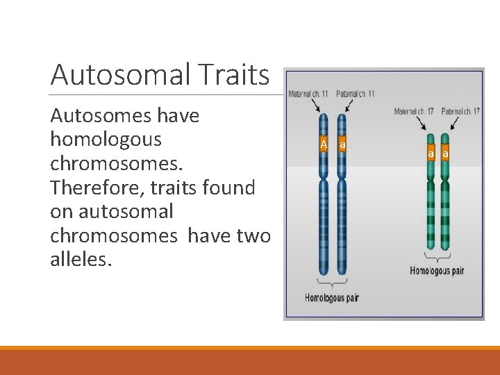 Autosomal Traits Autosomes have homologous chromosomes. Therefore, traits found on autosomal chromosomes have two