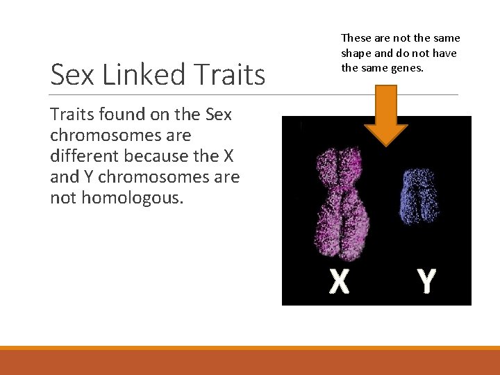 Sex Linked Traits These are not the same shape and do not have the