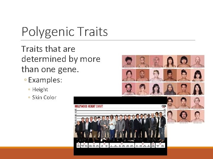 Polygenic Traits that are determined by more than one gene. ◦ Examples: ◦ Height