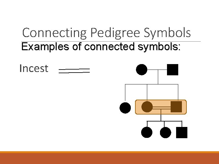 Connecting Pedigree Symbols Examples of connected symbols: Incest 