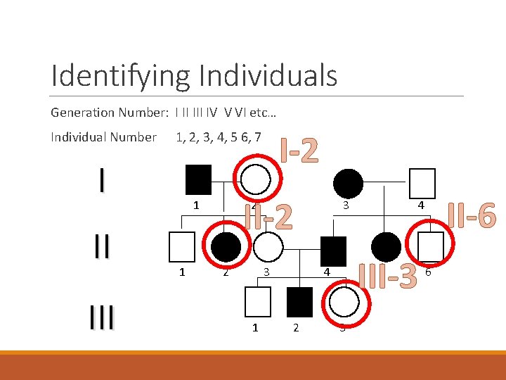 Identifying Individuals Generation Number: I II IV V VI etc… Individual Number I II