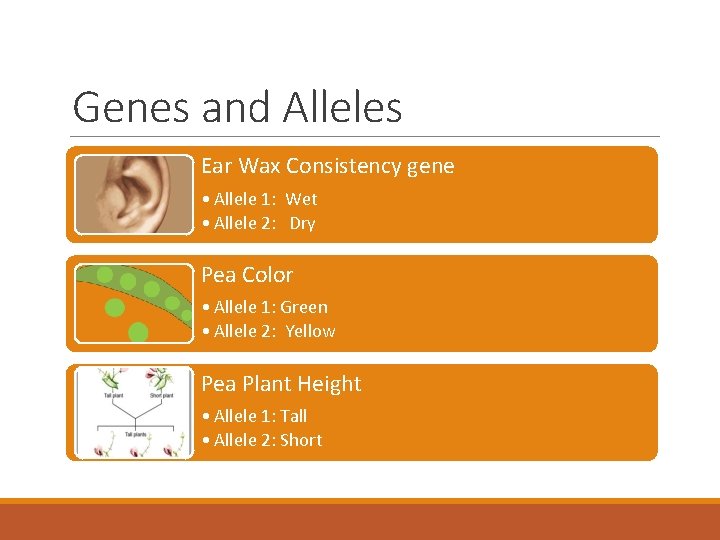 Genes and Alleles Ear Wax Consistency gene • Allele 1: Wet • Allele 2: