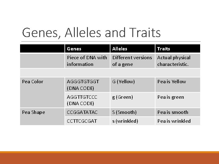 Genes, Alleles and Traits Genes Pea Color Pea Shape Alleles Traits Piece of DNA