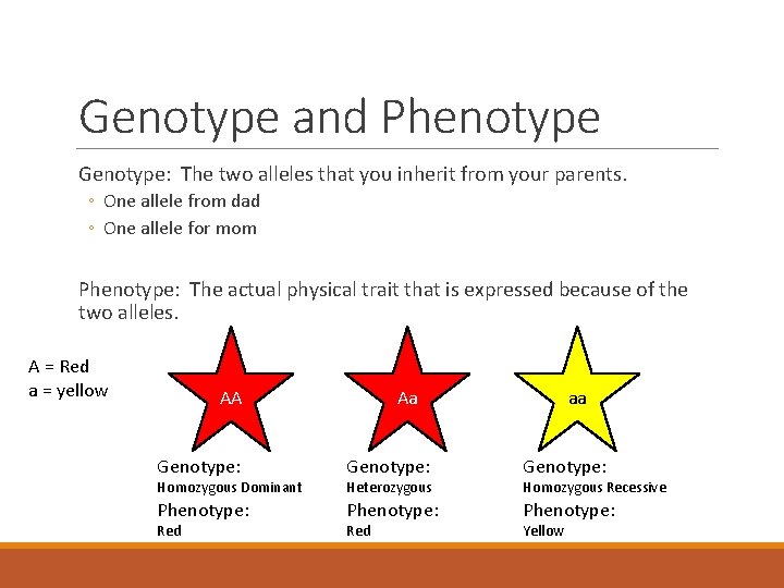 Genotype and Phenotype Genotype: The two alleles that you inherit from your parents. ◦