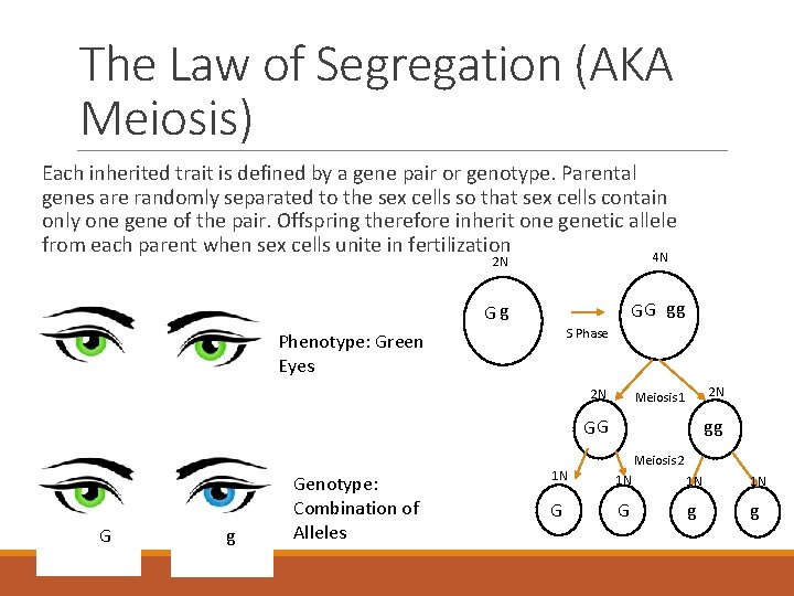 The Law of Segregation (AKA Meiosis) Each inherited trait is defined by a gene
