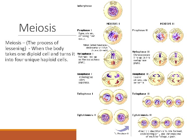 Meiosis – (The process of lessening) - When the body takes one diploid cell