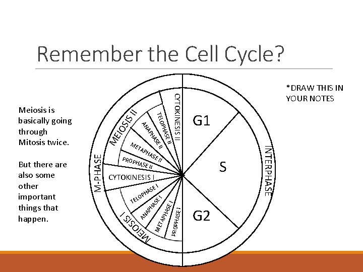 Remember the Cell Cycle? II IO SIS ME TA I PH ASE PROP II