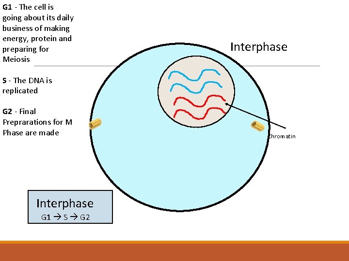 G 1 - The cell is going about its daily business of making energy,