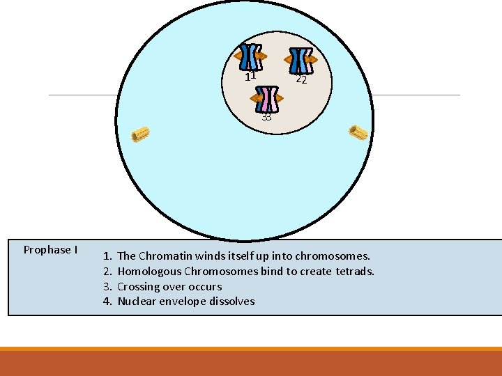 11 22 33 Prophase I 1. 2. 3. 4. The Chromatin winds itself up