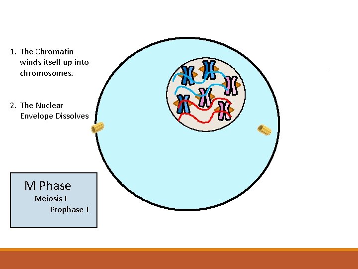 1. The Chromatin winds itself up into chromosomes. 2. The Nuclear Envelope Dissolves M