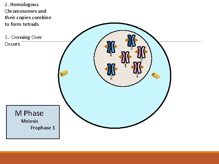 2. Homologous Chromosomes and their copies combine to form tetrads 3. Crossing Over Occurs