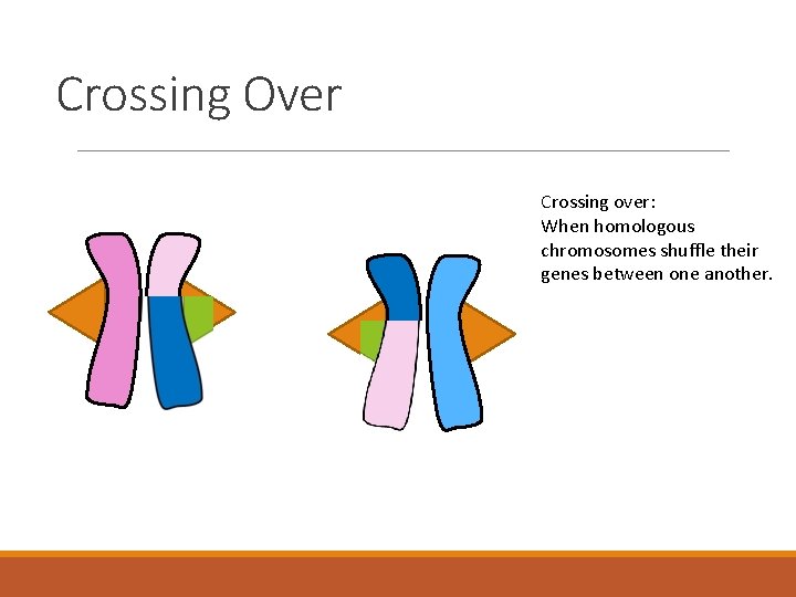 Crossing Over Crossing over: When homologous chromosomes shuffle their genes between one another. 