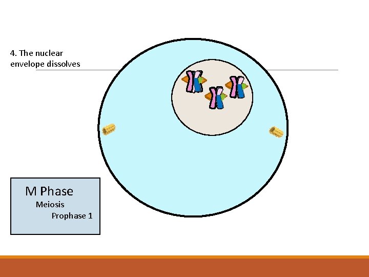 4. The nuclear envelope dissolves M Phase Meiosis Prophase 1 