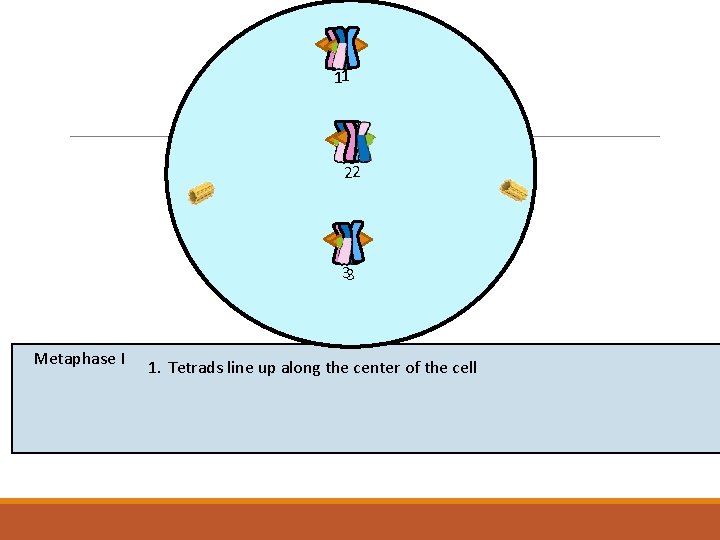 11 22 33 Metaphase I 1. Tetrads line up along the center of the