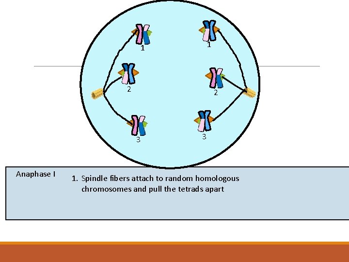 1 1 2 2 3 Anaphase I 3 1. Spindle fibers attach to random