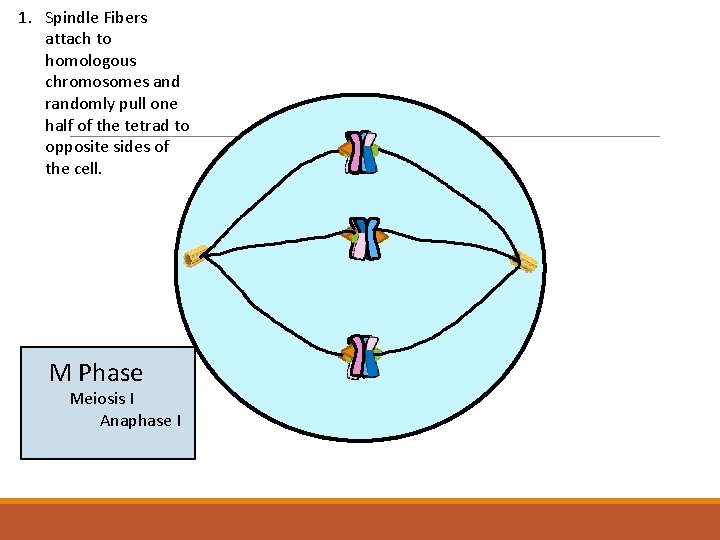 1. Spindle Fibers attach to homologous chromosomes and randomly pull one half of the