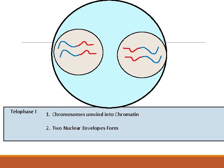 Telophase I 1. Chromosomes unwind into Chromatin 2. Two Nuclear Envelopes Form 