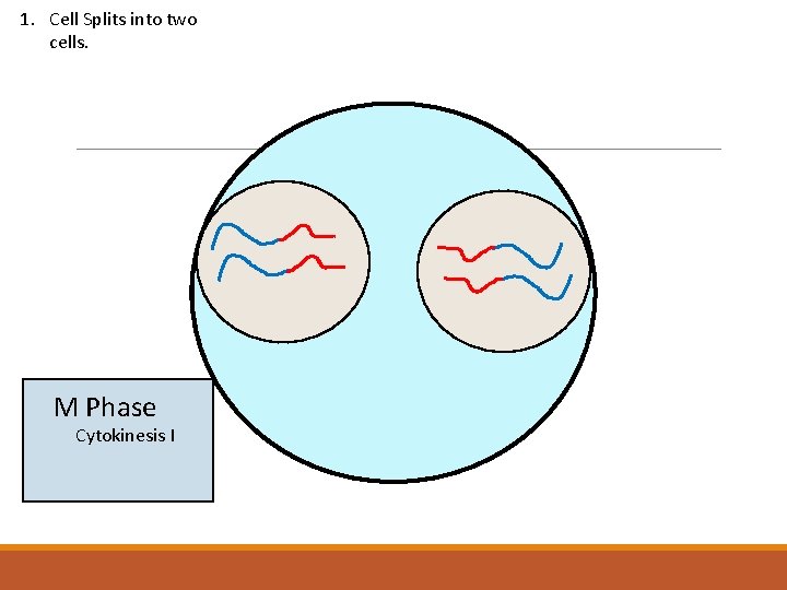 1. Cell Splits into two cells. M Phase Cytokinesis I 