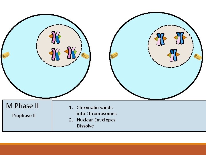 M Phase II Prophase II 1. Chromatin winds into Chromosomes 2. Nuclear Envelopes Dissolve