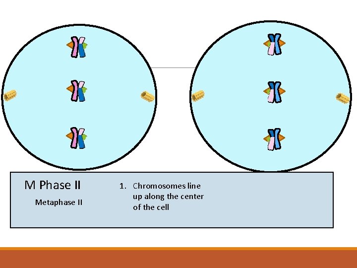 M Phase II Metaphase II 1. Chromosomes line up along the center of the