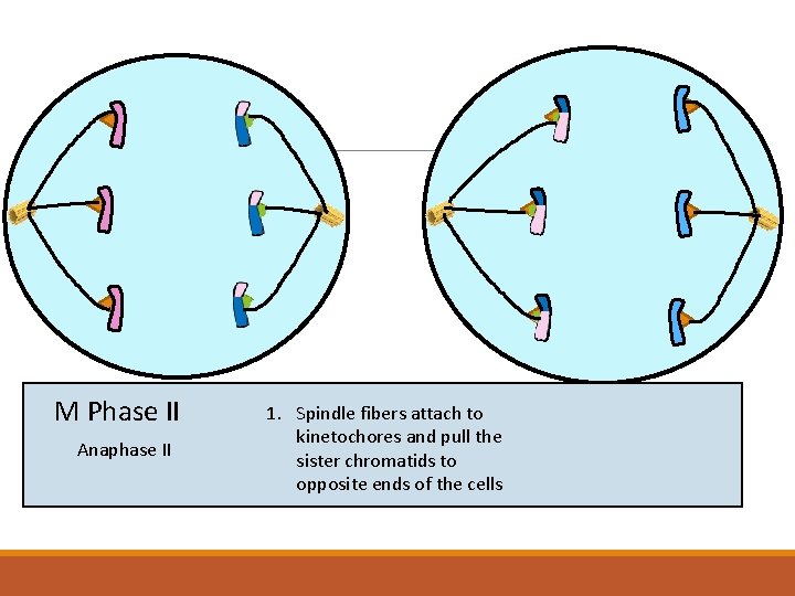 M Phase II Anaphase II 1. Spindle fibers attach to kinetochores and pull the