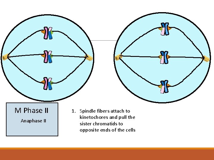 M Phase II Anaphase II 1. Spindle fibers attach to kinetochores and pull the