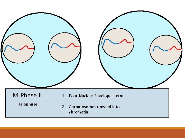 M Phase II Telophase II 1. Four Nuclear Envelopes form 2. Chromosomes unwind into