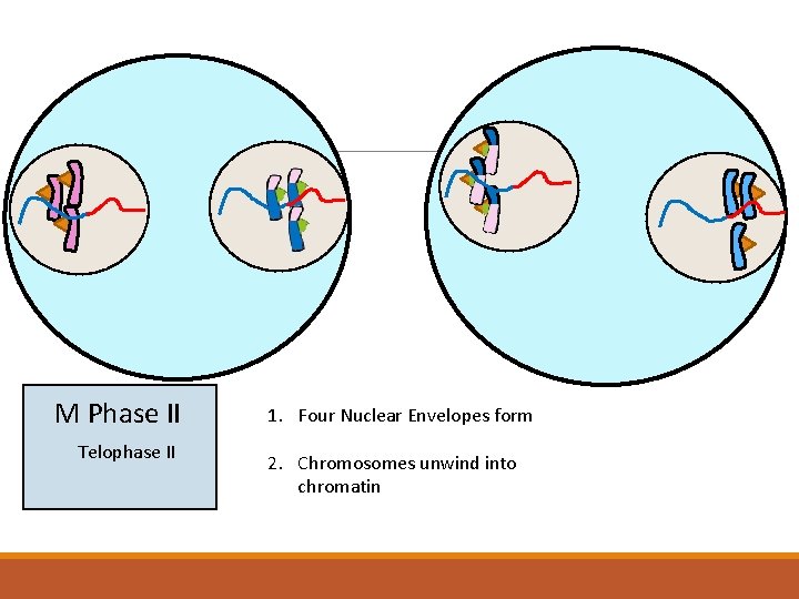 M Phase II Telophase II 1. Four Nuclear Envelopes form 2. Chromosomes unwind into