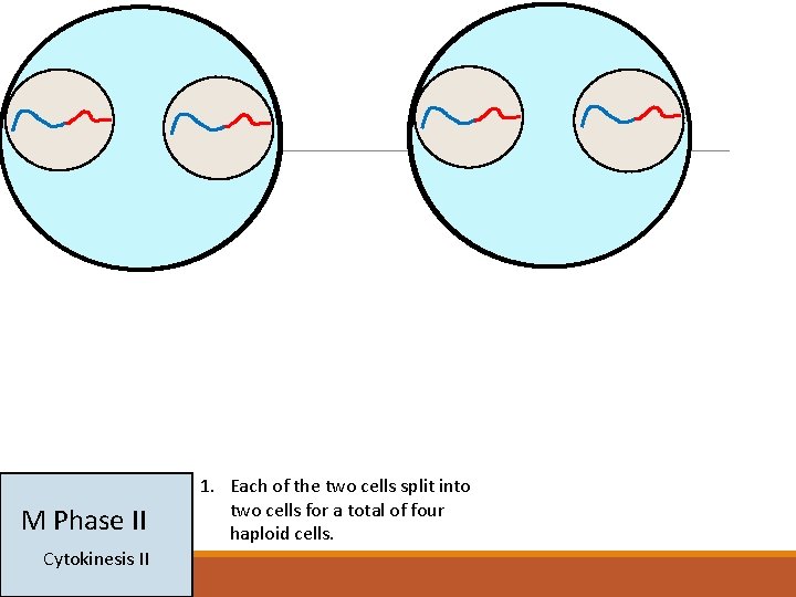 M Phase II Cytokinesis II 1. Each of the two cells split into two