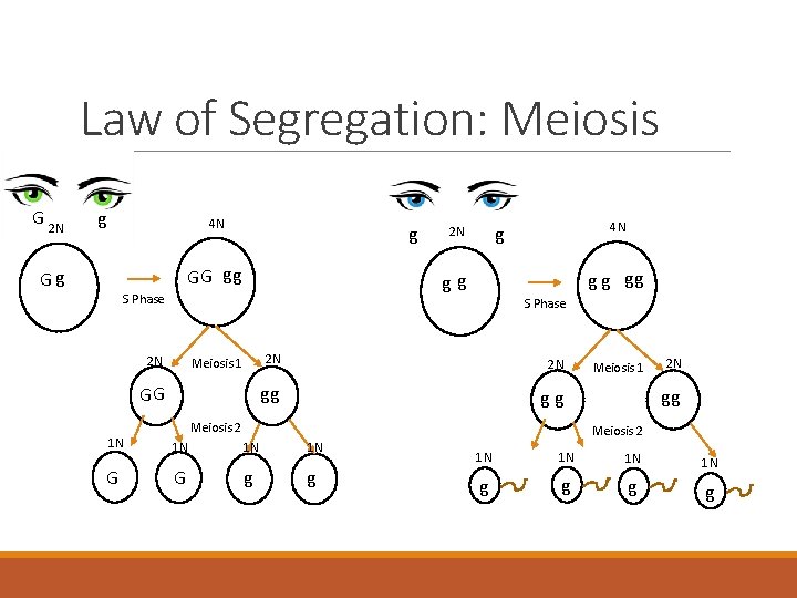 Law of Segregation: Meiosis G 2 N g 4 N g G G gg