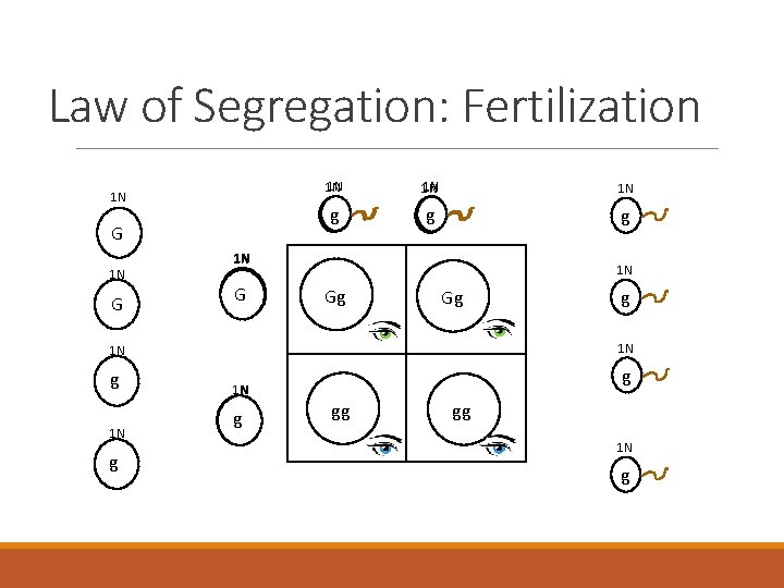 Law of Segregation: Fertilization 1 N G 1 N 1 N 1 N gg