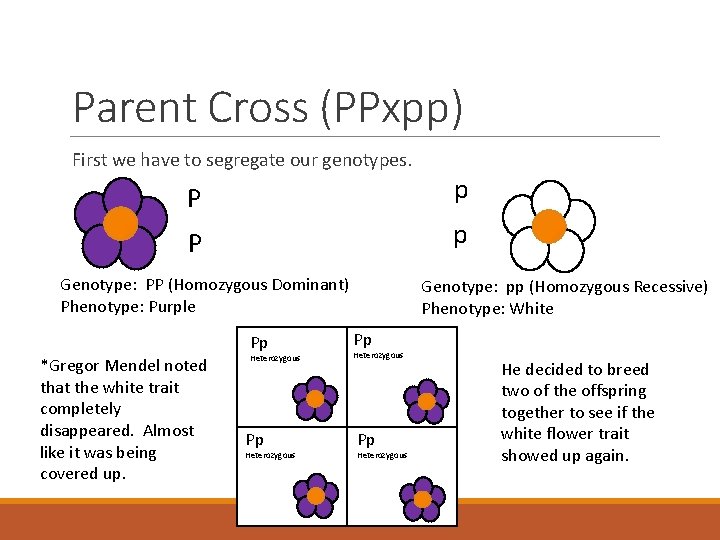 Parent Cross (PPxpp) First we have to segregate our genotypes. P p Genotype: PP