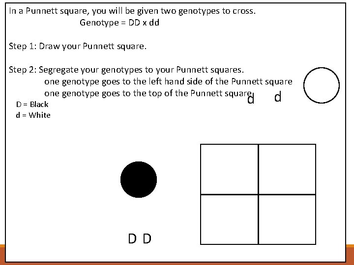 In a Punnett square, you will be given two genotypes to cross. Genotype =