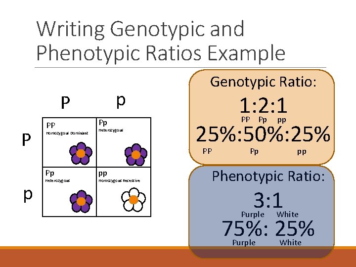 Writing Genotypic and Phenotypic Ratios Example p P P PP Homozygous Dominant Heterozygous 1: