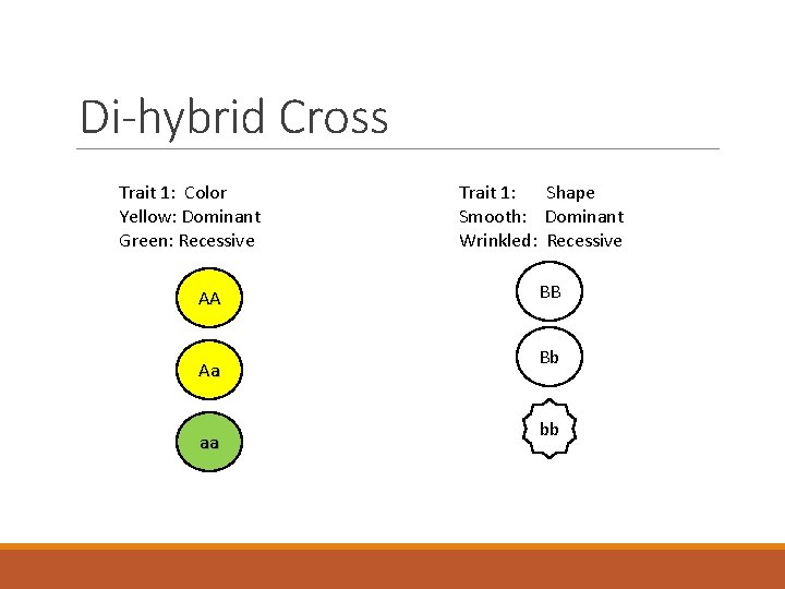 Di-hybrid Cross Trait 1: Color Yellow: Dominant Green: Recessive AA Aa aa Trait 1:
