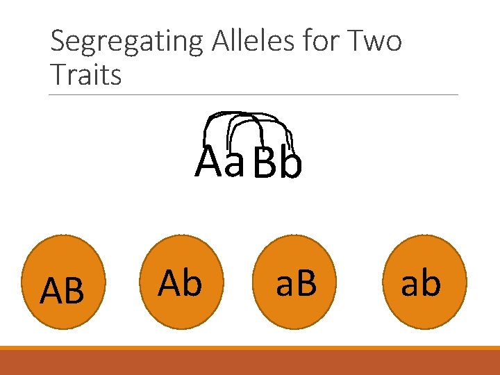 Segregating Alleles for Two Traits Aa Bb AB Ab a. B ab 