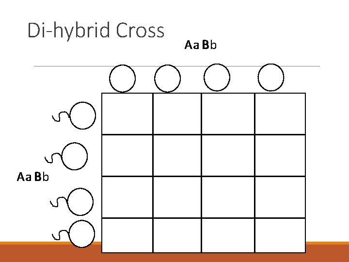 Di-hybrid Cross Aa Aa B Bb b 