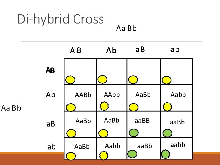 Di-hybrid Cross AB Aa Bb Ab B aa. B ab AB Ab AABb AAbb