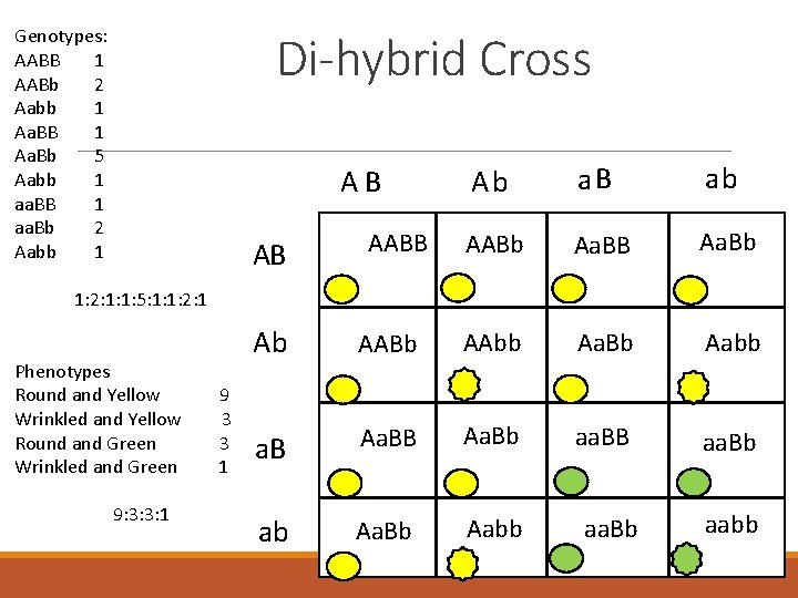 Genotypes: AABB 1 AABb 2 Aabb 1 Aa. BB 1 Aa. Bb 5 Aabb