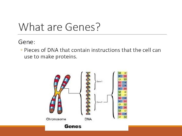 What are Genes? Gene: ◦ Pieces of DNA that contain instructions that the cell