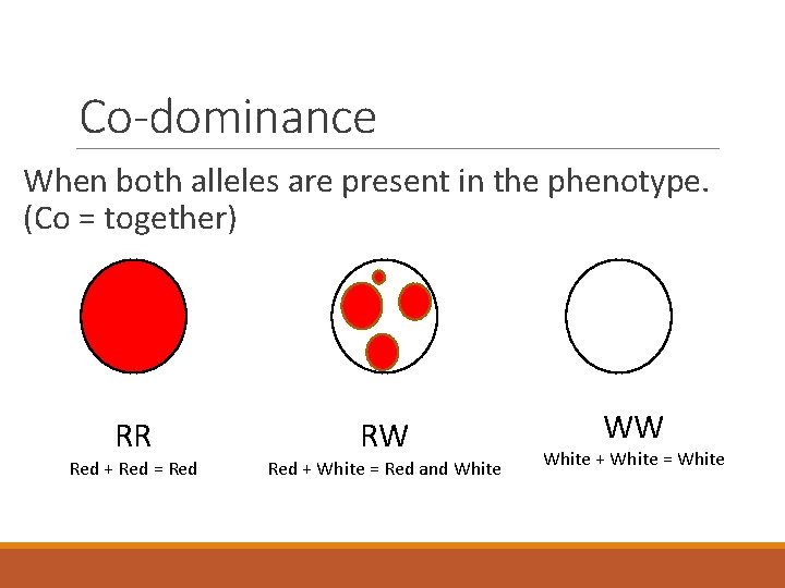 Co-dominance When both alleles are present in the phenotype. (Co = together) RR Red
