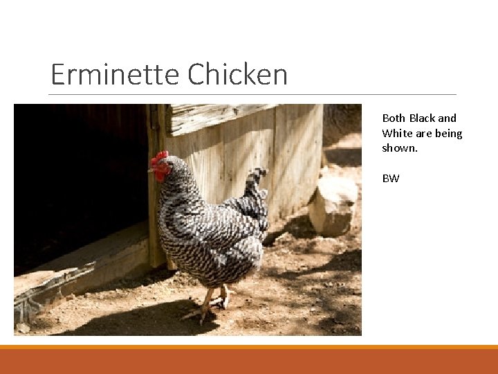 Erminette Chicken Both Black and White are being shown. BW 